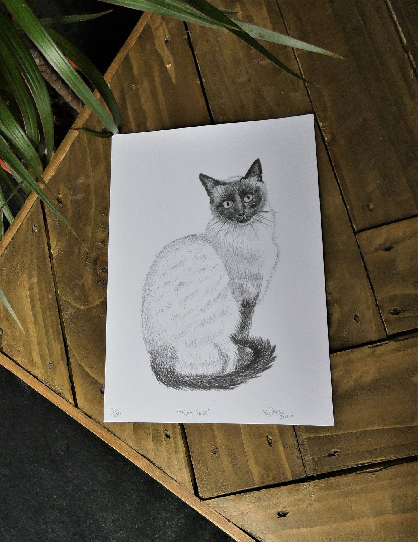 Original Graphite Pencil Drawing of a Siamese Ragdoll Cat, A4, That Look